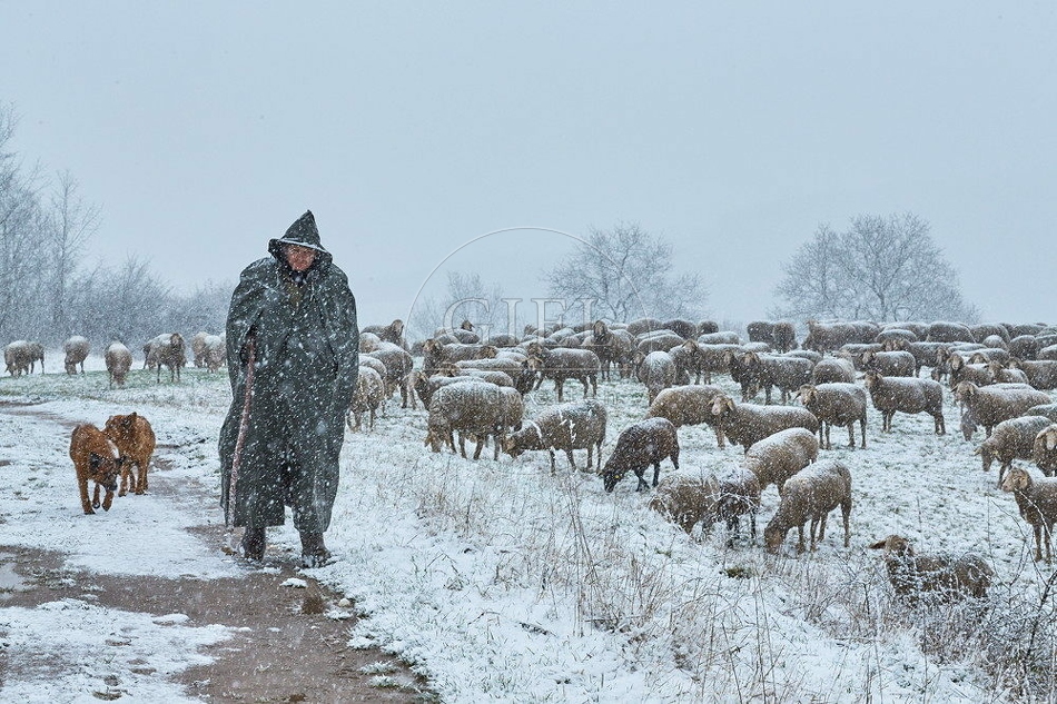 114548 Schäfer im Winter mit Schafherde unterwegs