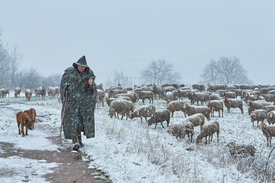 114549 Schäfer im Winter mit Schafherde unterwegs