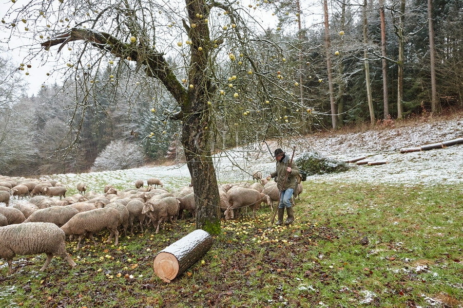 114603 Schäfer im Winter mit Schafherde unterwegs