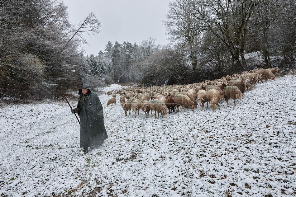 114738 Schäfer im Winter mit Schafherde unterwegs
