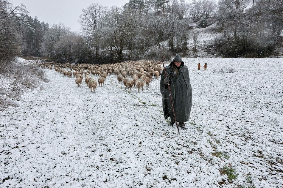 114739 Schäfer im Winter mit Schafherde unterwegs