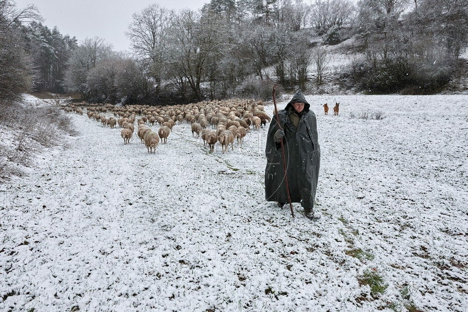 114740 Schäfer im Winter mit Schafherde unterwegs