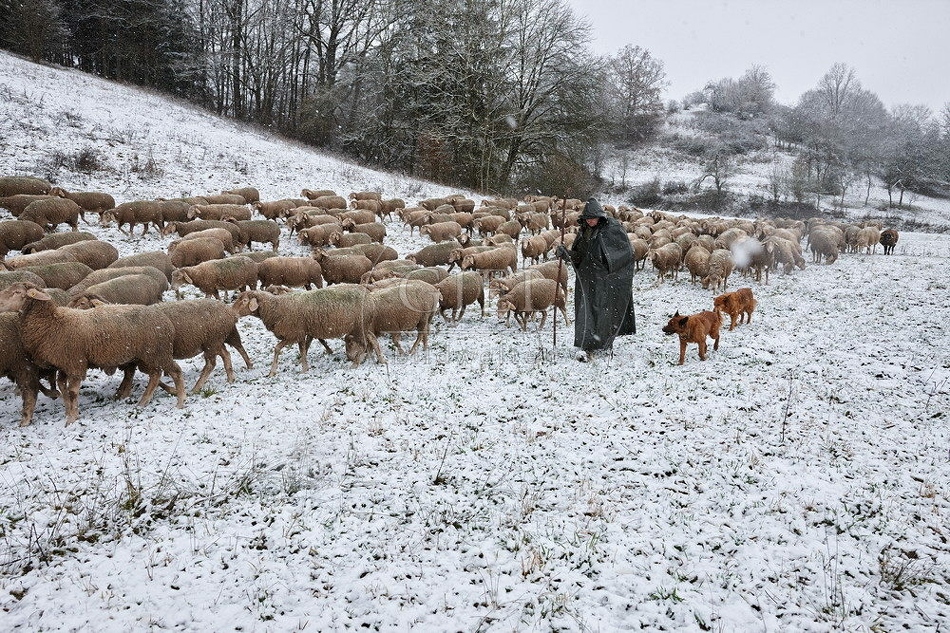 114742 Schäfer im Winter mit Schafherde unterwegs
