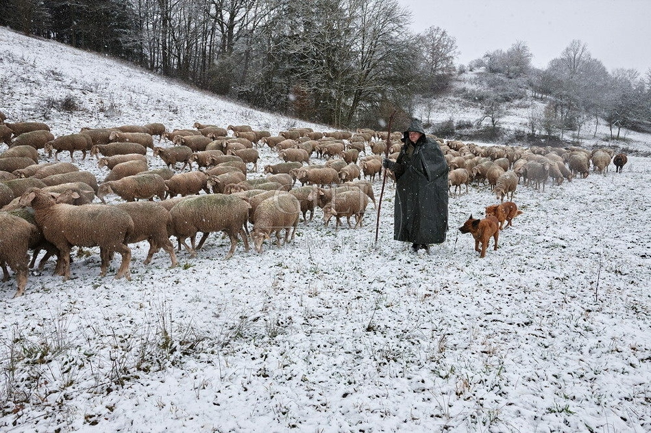 114743 Schäfer im Winter mit Schafherde unterwegs