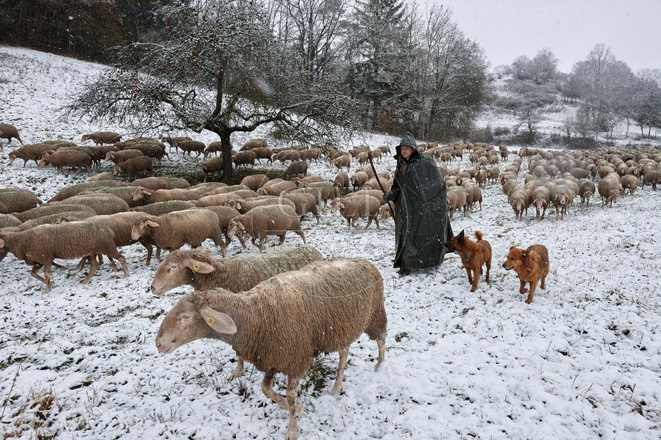 114744 Schäfer im Winter mit Schafherde unterwegs