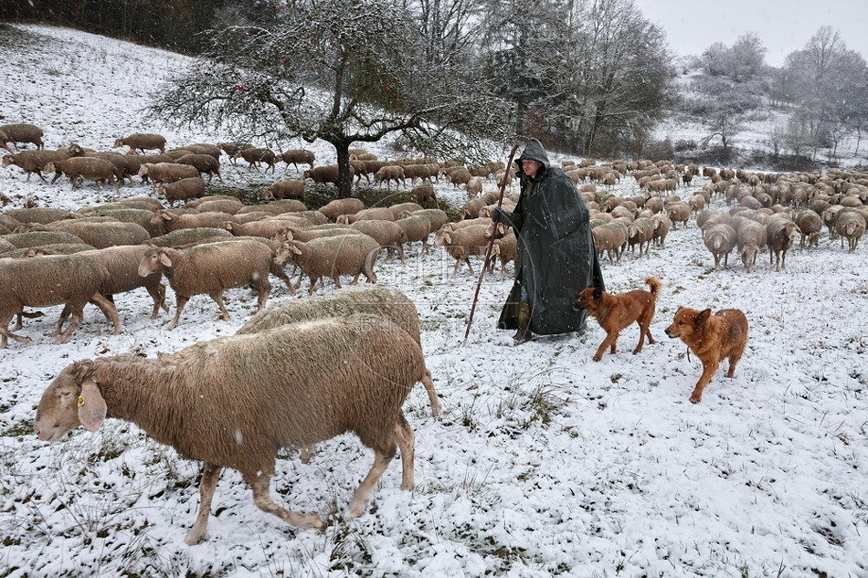 114745 Schäfer im Winter mit Schafherde unterwegs