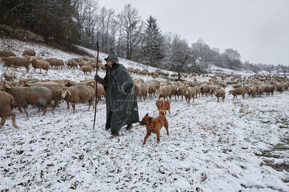 114746 Schäfer im Winter mit Schafherde unterwegs