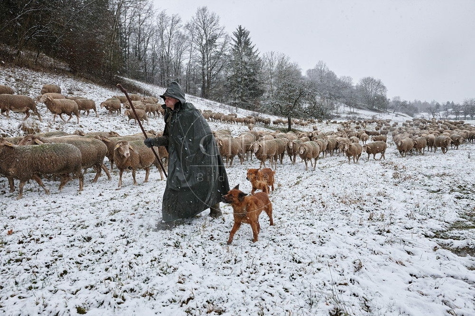 114747 Schäfer im Winter mit Schafherde unterwegs