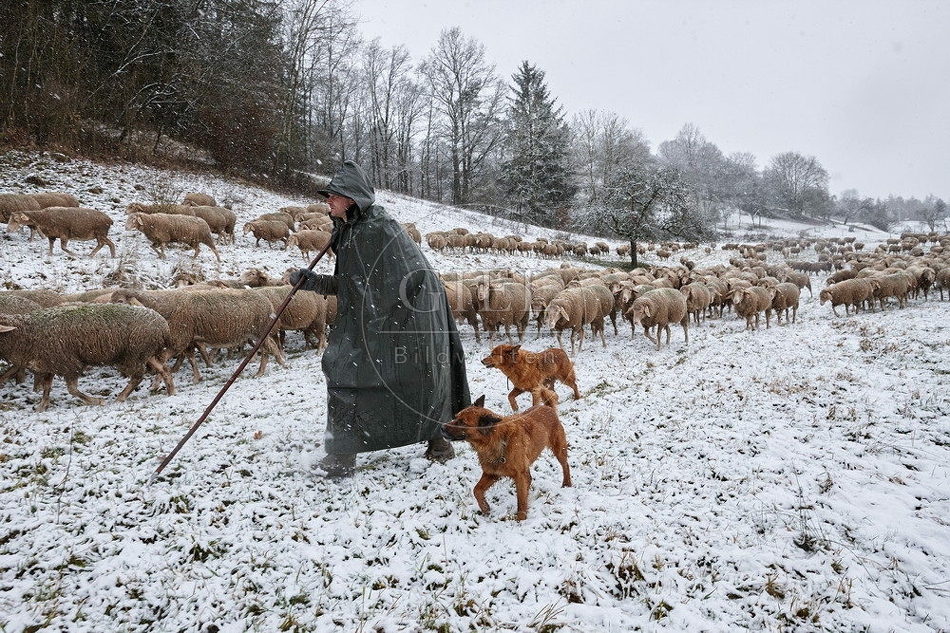 114748 Schäfer im Winter mit Schafherde unterwegs