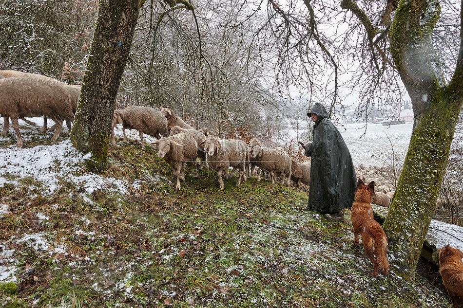 114749 Schäfer im Winter mit Schafherde unterwegs