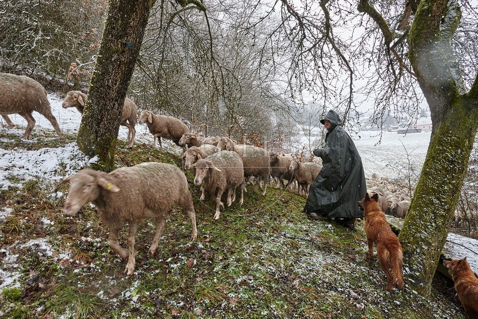 114750 Schäfer im Winter mit Schafherde unterwegs