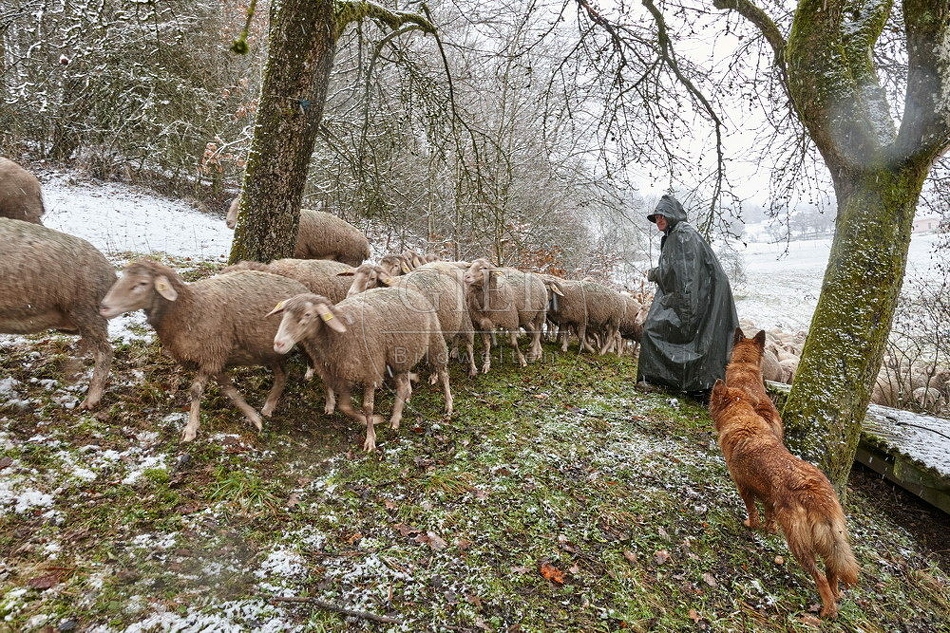 114751 Schäfer im Winter mit Schafherde unterwegs