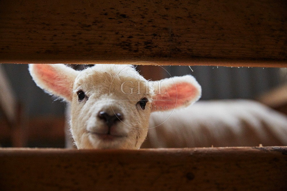 114753 Merino Schaf, Lamm im Stall