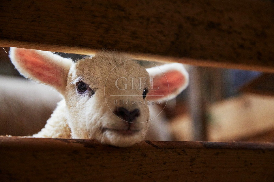 114754 Merino Schaf, Lamm im Stall
