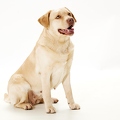 114761 Labrador Retriever