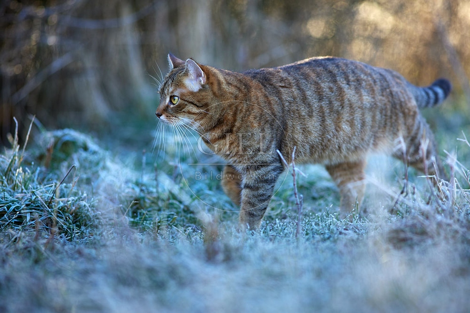114778 Hauskatze in frostiger Wiese