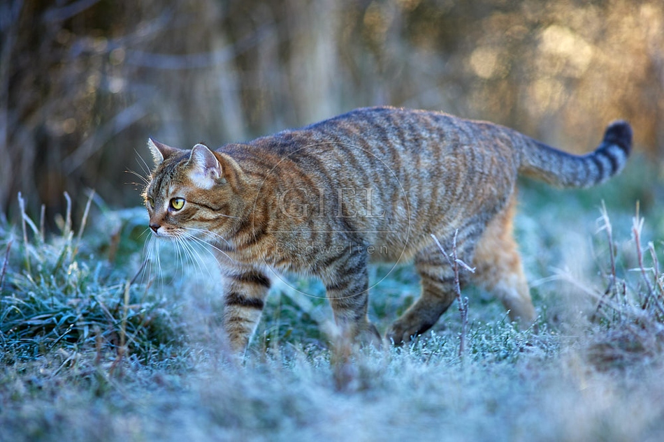 114779 Hauskatze in frostiger Wiese