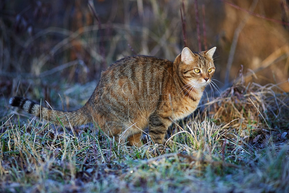 114780 Hauskatze macht ihr Geschäft in Wiese