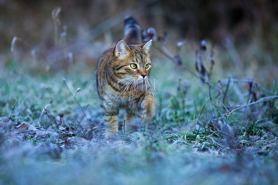 114781 Hauskatze in frostiger Wiese