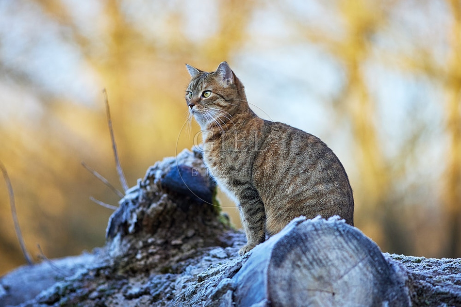 114782 Hauskatze sitzt auf Baumstämmen