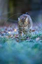 114784 Hauskatze in frostiger Wiese