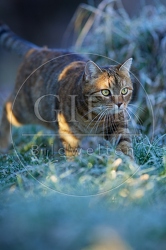 114785 Hauskatze in frostiger Wiese