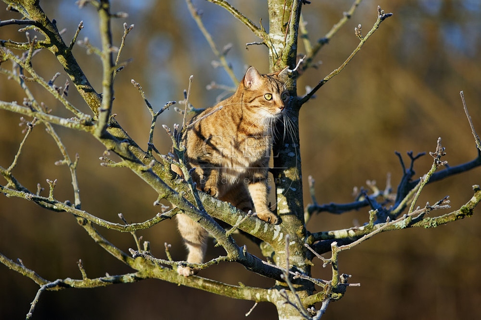 114786 Hauskatze klettert auf Baum