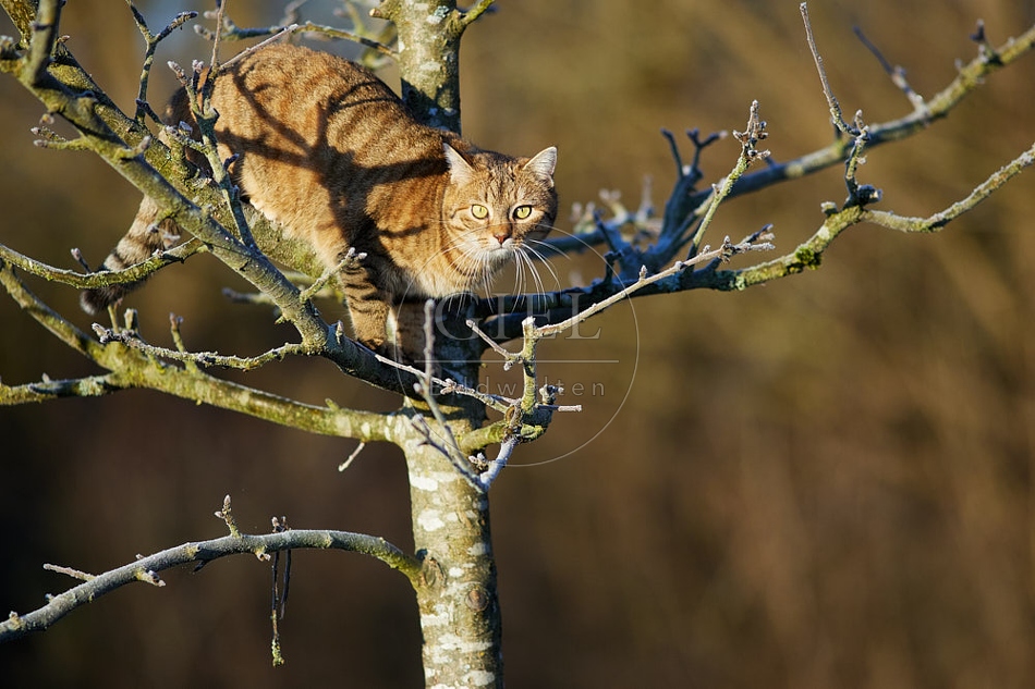 114787 Hauskatze klettert auf Baum