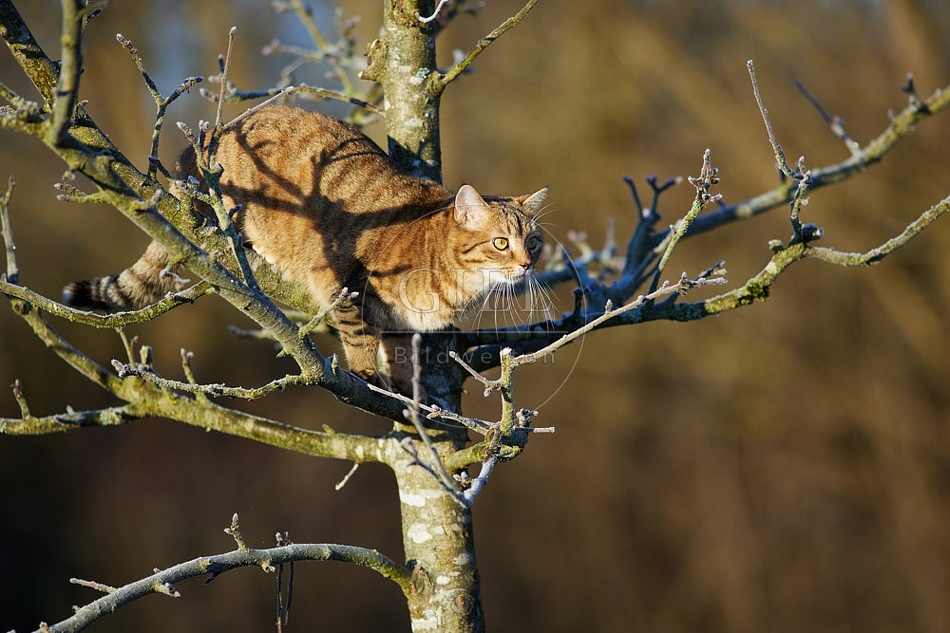 114788 Hauskatze klettert auf Baum