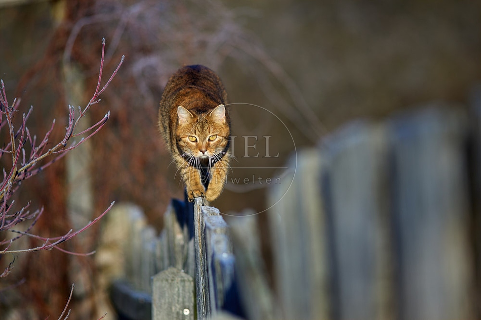 114789 Hauskatze balanciert auf Gartenzaun