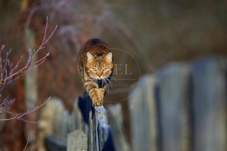114790 Hauskatze balanciert auf Gartenzaun