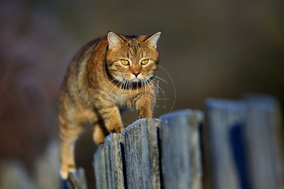 114791 Hauskatze balanciert auf Gartenzaun