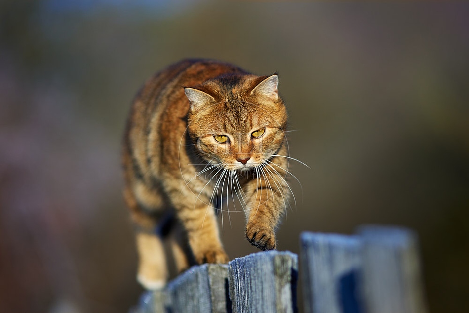 114792 Hauskatze balanciert auf Gartenzaun