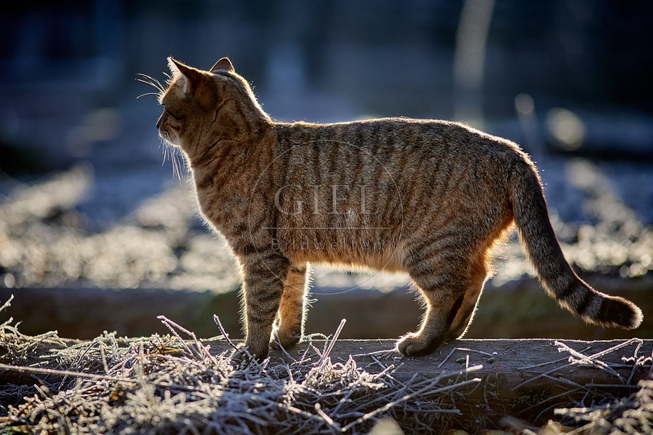 114794 Hauskatze im Gegenlicht