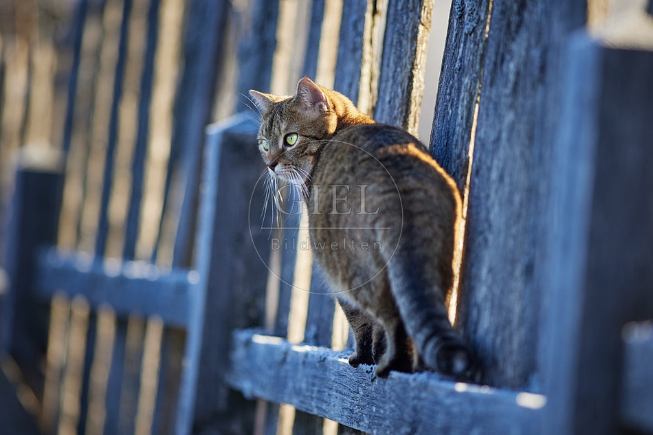 114795 Hauskatze balanciert auf Gartenzaun