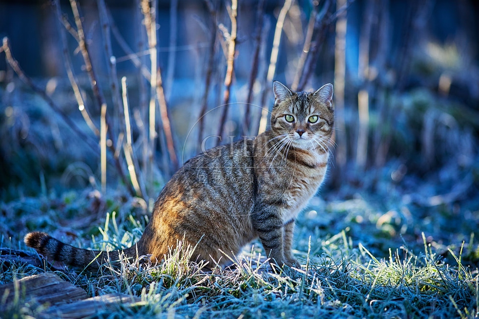 114796 Hauskatze sitzt bei Frost im Garten