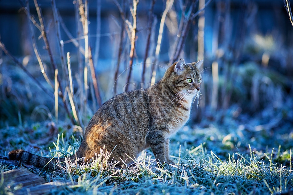 114797 Hauskatze sitzt bei Frost im Garten