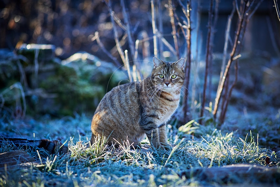 114798 Hauskatze sitzt bei Frost im Garten