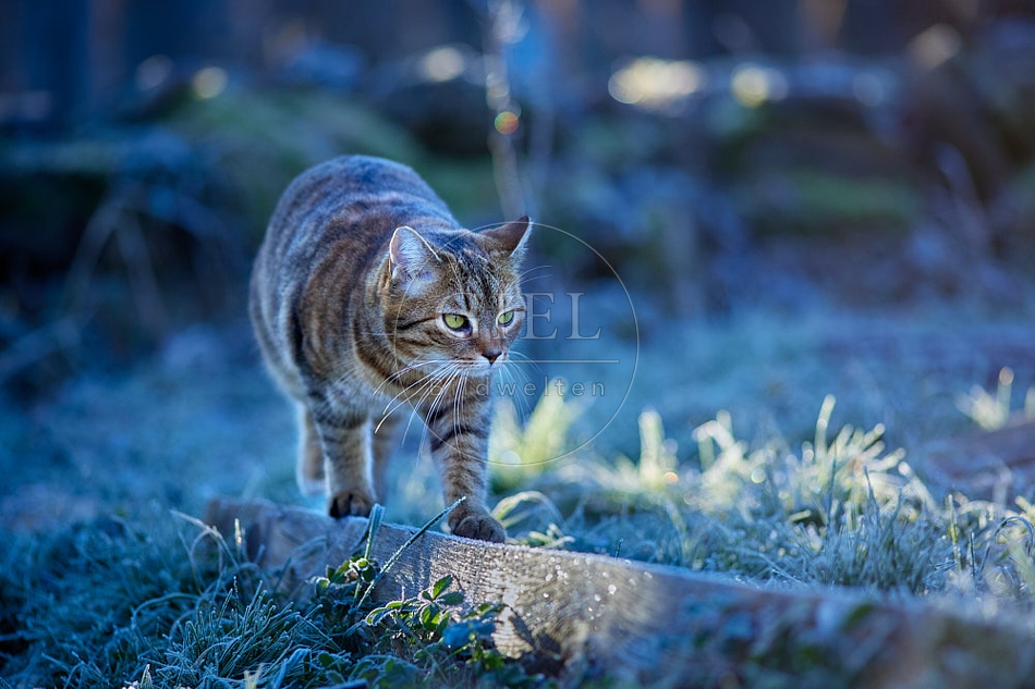 114799 Hauskatze in frostiger Wiese