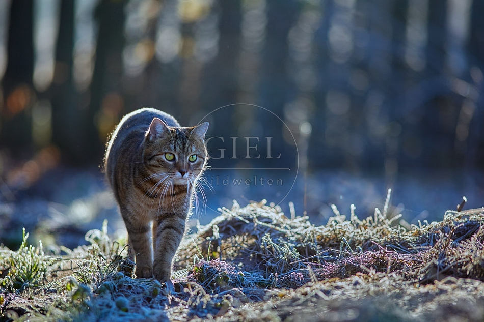 114800 Hauskatze in frostiger Wiese
