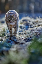 114801 Hauskatze in frostiger Wiese