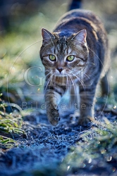 114802 Hauskatze in frostiger Wiese