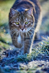 114803 Hauskatze in frostiger Wiese