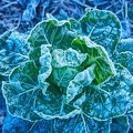 114817 Rosenkohl, Pflanze bei Frost