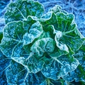 114818 Rosenkohl, Pflanze bei Frost