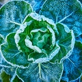 114820 Rosenkohl, Pflanze bei Frost