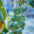114822 Rosenkohl, reife Röschen im Winter