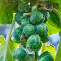 114823 Rosenkohl, reife Röschen im Winter