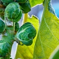 114824 Rosenkohl, reife Röschen im Winter