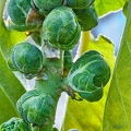 114825 Rosenkohl, reife Röschen im Winter